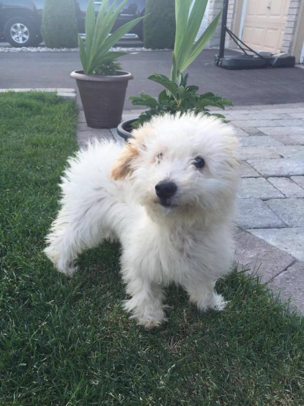 Male BichonPoo - Accessories Included Image eClassifieds4u