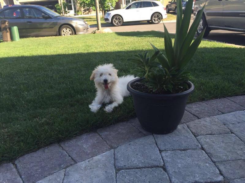 Male Bichonpoo Puppy-Accessories Included Image eClassifieds4u