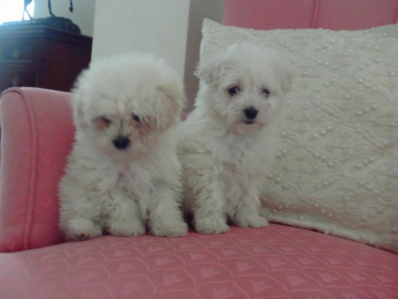 Nice Coat Teacup Maltipoo Puppies For Adoption Image eClassifieds4u