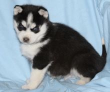 Adorable huskie Puppies