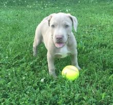 Adorable outstanding American Pit Bull Terrier puppies