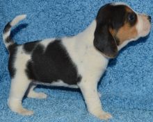 Nice and Healthy Beagle Puppies Available