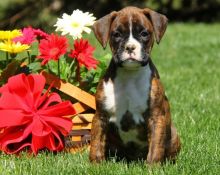 Purebred Tiny Boxer Puppies