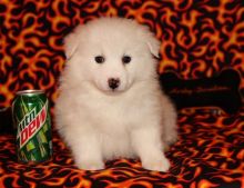 Super Adorable American-Eskimo Puppies