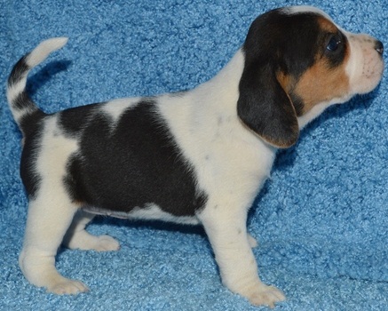 Nice and Healthy Beagle Puppies Available Image eClassifieds4u