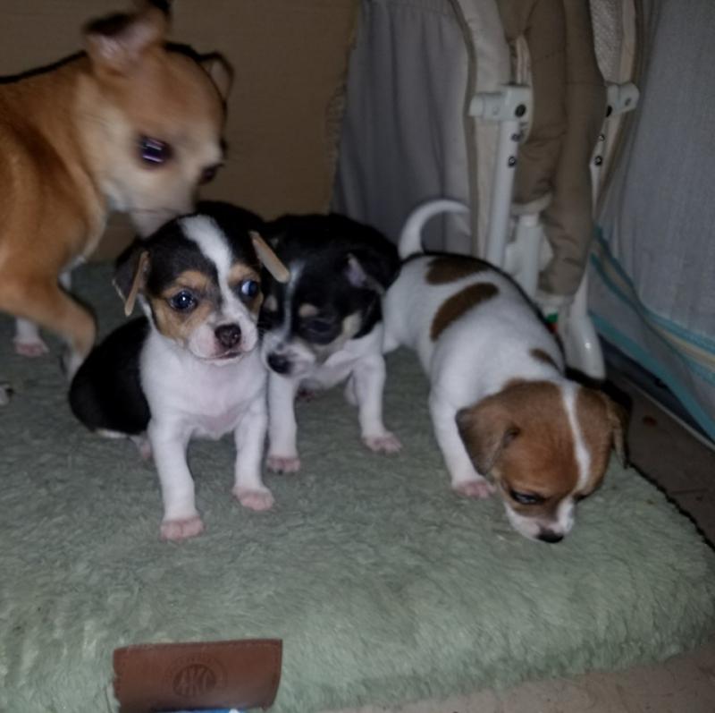 Pure Bred Full Pedigree German Shepherd Pups Image eClassifieds4u