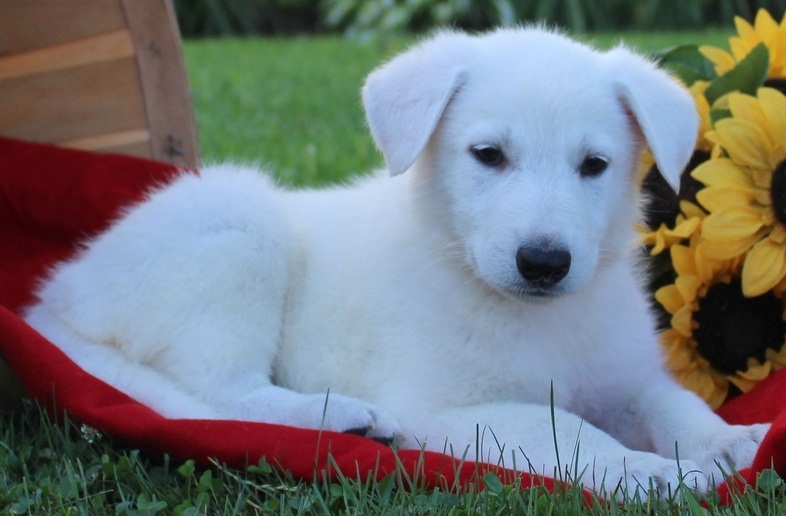 Pure Bred Full Pedigree German Shepherd Pups Image eClassifieds4u