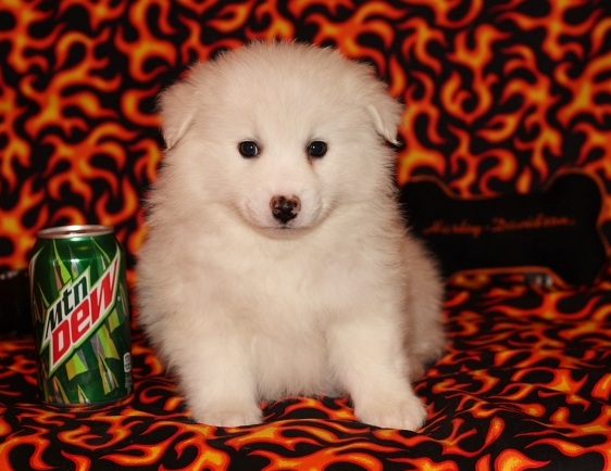Super Adorable American-Eskimo Puppies Image eClassifieds4u