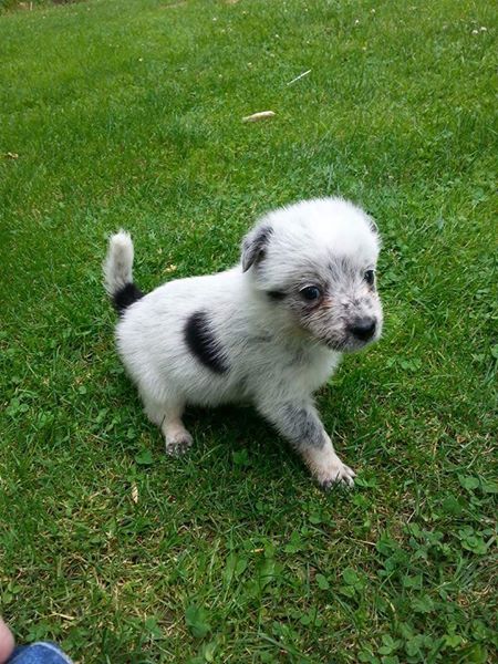 Super Adorable border heeler Puppies Image eClassifieds4u