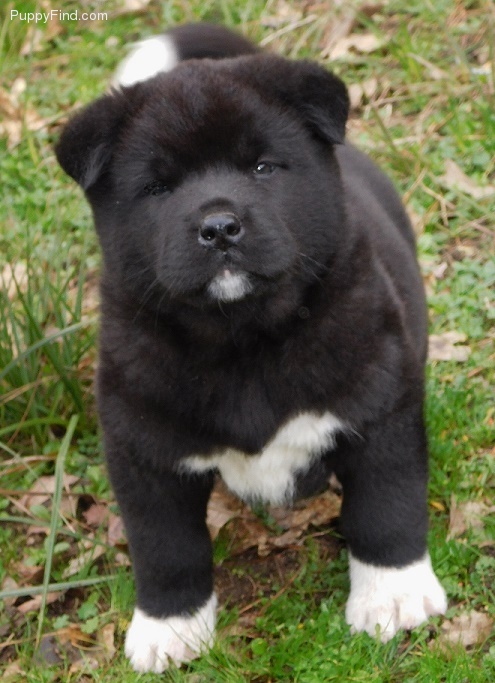 Two Top Class Akita Puppies Available Image eClassifieds4u