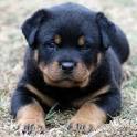 Registered rottweiller puppies for Adoption text only (612) 255-7618