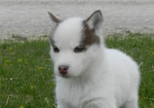 Adorable Siberian Husky Pups For Sale sms at (443) 488-5699