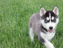 Akc Pure Breed Siberian Husky Puppies. sms at (443) 488-5699