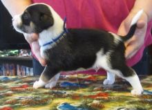 Amazing Mountain Feist Puppies Available