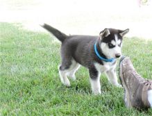 Astonished Male and Female Siberian Husky Puppies ready for a new home