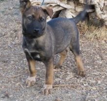 Awesome Belgian Malinois Puppies Available