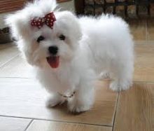 Awesome T-Cup Maltese Puppies Available