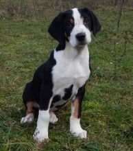 Champion Bloodlines Bernese Mountain Puppies