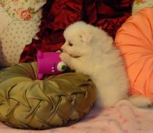 Charming American-Eskimo puppies available