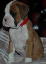 Intelligent and Affectionate Boxer Puppies