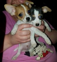Lovely Male and Female Chihuahua Available