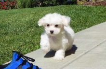 Lovely Male and Female Maltese Available