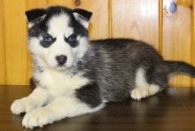Male and Female huskie Puppies