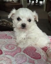 male and female nice registered maltese puppies