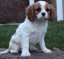 Micro Cute Cavalier King Charles Spaniel Puppies For Adoption