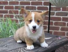 Pembroke welsh corgi puppies text or call me at (5043082268)