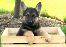 Purebred German Shepherd Available For Adoption