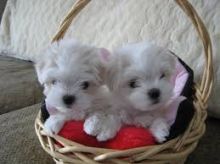 Purebred Maltese Puppies Available