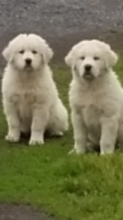Pyreneese dogs