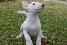 Registered 'SAM' AKC BULL TERRIER Puppies