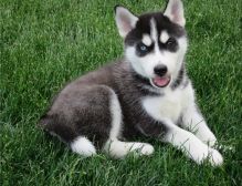 Straight up Blue Eyes Siberian Husky Puppies For Sale