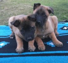 Two Lovely Belgian Malinois puppies available