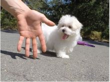 Two Teacup Maltese Puppies Needs a New Family