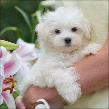 Two Teacup Maltese Puppies Needs a New Family