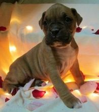 Well Trained boxer Puppies