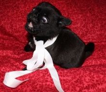 Well Trained Pug Puppies