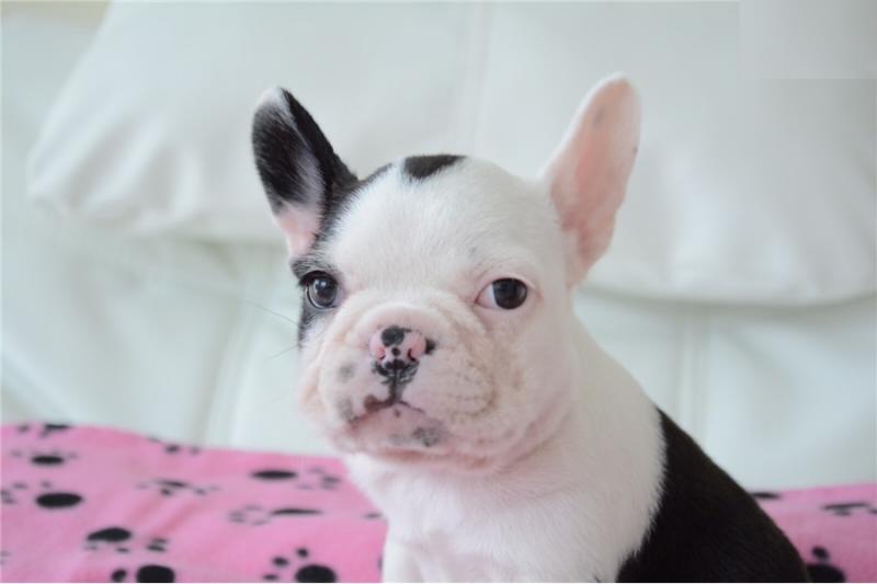 4 French Bulldog Puppies Available - 804 - 999-9516 Image eClassifieds4u