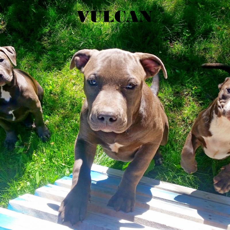American Bully Puppies - ABKC & UKC Registered Bluenose Puppies Image eClassifieds4u