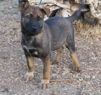 Awesome Belgian Malinois Puppies Available Image eClassifieds4u