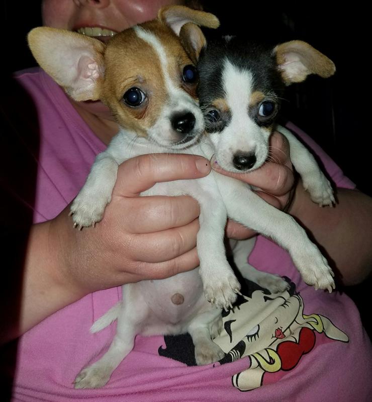 Lovely Male and Female Chihuahua Available Image eClassifieds4u