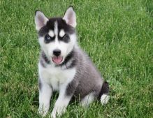 Adorable Blue Eyed Siberian Husky Puppies For Sale Image eClassifieds4u 1