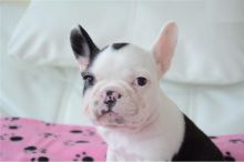 AKC quality French Bulldog Puppy for free adoption!!! 804 - 999-9516 Image eClassifieds4U
