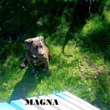 American Bully Puppies - ABKC & UKC Registered Bluenose Puppies Image eClassifieds4u 2
