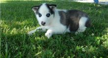 Gorgeous Siberian husky puppies sms at (443) 488-5699 Image eClassifieds4U