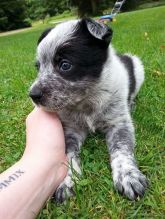 Magnificent border heeler puppies Image eClassifieds4U