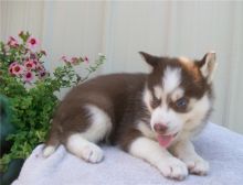 Pure Bred Full Pedigree Siberian Husky Pups sms at (443) 488-5699 Image eClassifieds4U